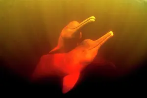 Cetaceans: Couple of Pink River dolphin or Boto, Inia geoffrensis, Acaj