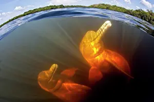 Cetaceans: Couple of Pink River dolphin or Boto, Inia geoffrensis, Acaj
