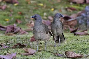 Ortalis: Couple of Plain Chachalacas (Ortalis vetula) on