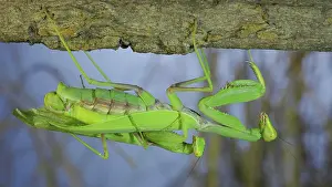 Hanging: Couple of praying mantis mating hanging under tr