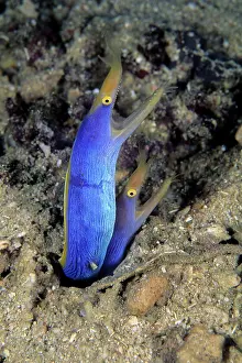 Morays: Couple of ribbon eel, Rhinomuraena, quaesita, Walindi, West