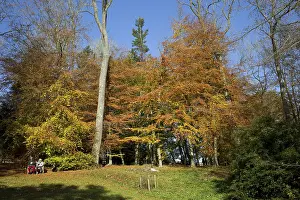 Mark Boulton: Couple seated below beech trees replendent in autu