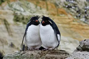 Falkland: Couple of Southern Rockhopper penguins (Eudyptes