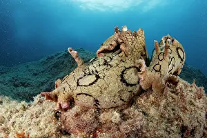 Campania: Couple of spotted sea hare, (Aplysia dactylomela