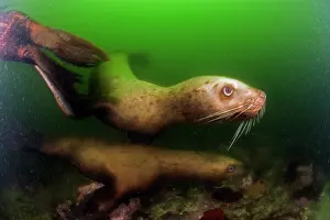Eumetopias: couple of steller sea lion or Northern sea lion Eumetopias j
