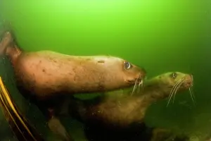 Eumetopias: couple of steller sea lion or Northern sea lion Eumetopias j