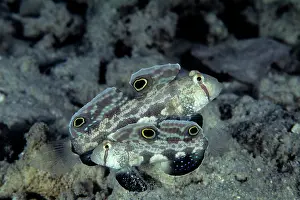Gobies: Couple of twinspot goby, Signigobius biocellatus, Walindi, W