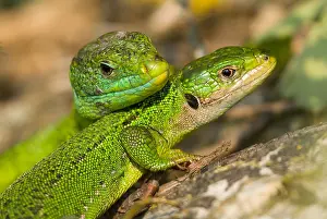 Lacertidae: Couple of Western Green Lizards (Lacerta bilineata)