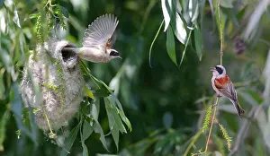 Passeriforme: Couple of White-crowned Penduline tit (Remiz pendulinus)