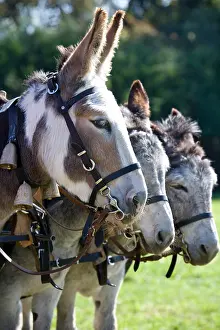 Ceremonies: Coupling of Ane at a party of Donkey Westhalten Haut-Rhin
