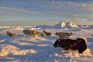 Sled: Coupling of Greenlandic sled dogs at sunset on the