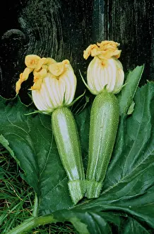 Curcubita: Courgette