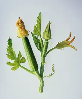 Curcubita: Courgette