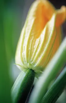 Curcubita: Courgette