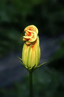 Curcubita: Courgette