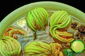 Curcubita: Courgette