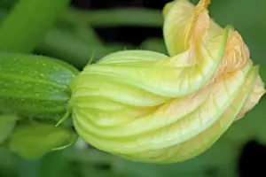 Zucchini: Courgette
