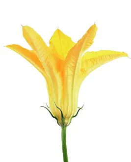 Optimism: Courgette
