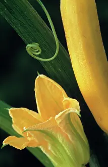 Curcubita: Courgette