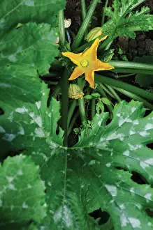 Curcubita: Courgette