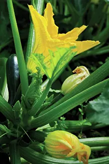 Curcubita: Courgette