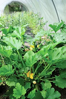Sufficient: Courgette