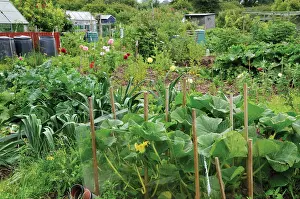 Butt: Courgette