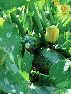 Curcubita: Courgette