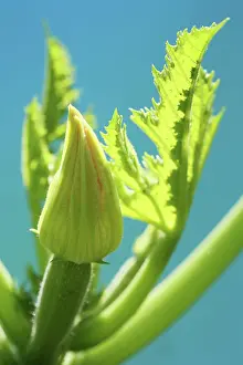 Advancement: Courgette