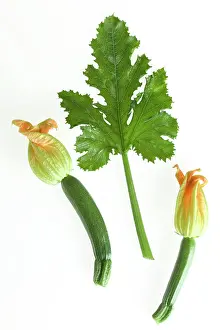 Courgette: Courgette - with flowers & leaf
