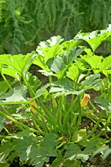 Allotment: Courgette Plant - in flower