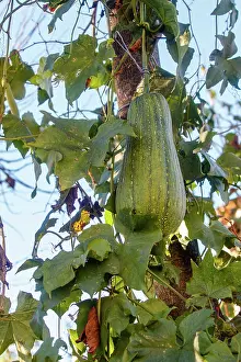 Sylvain Cordier: Courgette variety