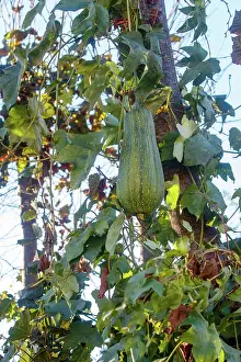 Sylvain Cordier: Courgette variety