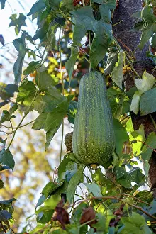 Sylvain Cordier: Courgette variety