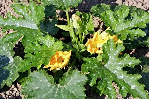 Zucchini: courgette / Zucchini / Italian squash - in flower