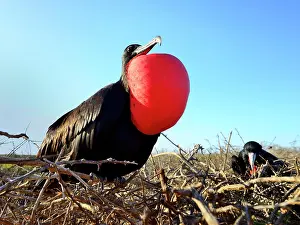 Seymour: Courting banded frigatebird (Fregata minor) showing