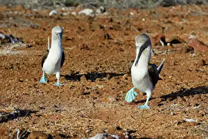 Nebouxii: Courting blue-footed boobies (Sula nebouxii) dancing