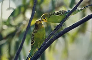 Undulatus: Courting Budgerigars