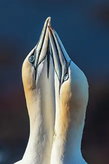 Gannets: Courting gannets (Morus bassanus), portrait, North