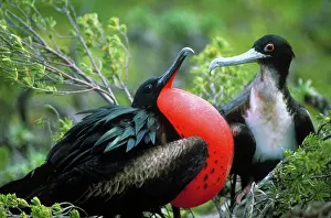 Frigatebirds: Courting great frigatebirds