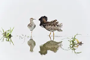Silt: Ruff