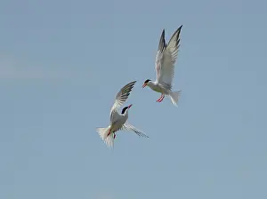 Terns: Courtship Common Terns (Sterna hirundo) in flight