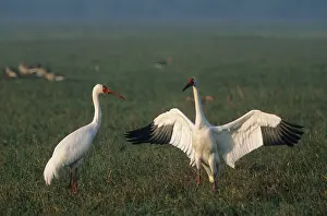 Leucogeranus: Courtship dance of Siberian Crane