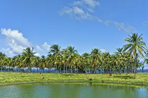 Teneriffe: Cove Bay, Barbados