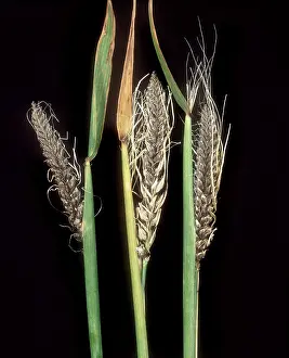 Vulgare: Covered smut on Barley