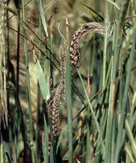 Vulgare: Covered smut On barley