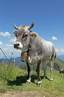 Allg: Cow on the alp, Hochgrat summit near Steibis, Allg&, x4d6c;