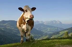 Austrian: Cow on alpine pasture, Hirzegg alpine pasture, Spertental