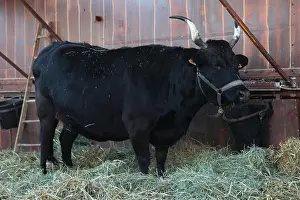 Materials: Cow barn in a petting zoo - France