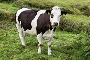 Cork: Cow on the Beara Peninsula, Cork, Ireland, Europe